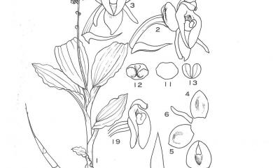 Crepidium matsudae (Yamam.) Szlach. 凹唇軟葉蘭