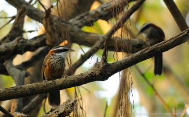 Pomatorhinus musicus Swinhoe, 1859 小彎嘴