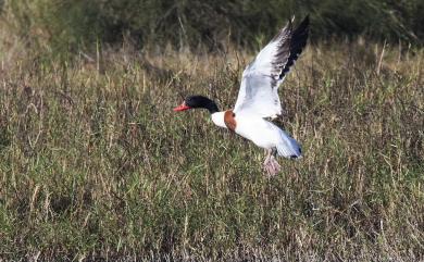 Tadorna tadorna (Linnaeus, 1758) 花鳧