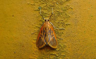 Tyspanodes striata Butler, 1879 橙黑紋野螟