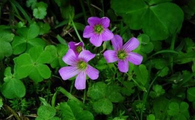 Oxalis corymbosa DC. 紫花酢漿草