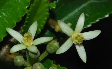 Grewia rhombifolia Kaneh. & Sasaki 菱葉捕魚木