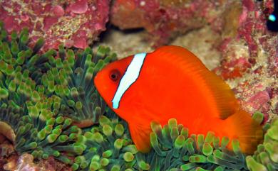 Amphiprion frenatus Brevoort, 1856 白條雙鋸魚