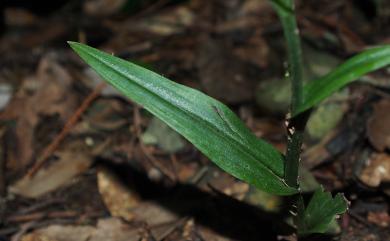 Platanthera yangmeiensis 陰粉蝶蘭
