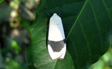 Vamuna alboluteora (Rothschild, 1912)