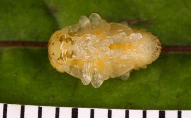 Cneoranidea bicoloripes (Chujo, 1962) 雙色娜螢金花蟲