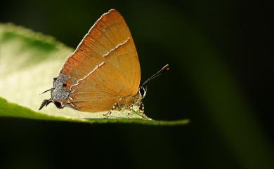 Tajuria caerulea Nire, 1920 褐翅青灰蝶