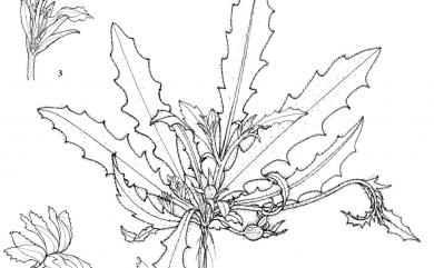 Calogyne pilosa subsp. chinensis (Benth.) H.S.Kiu 火花離根香