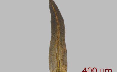 Macromitrium gymnostomum Sull. & Lesq., 1859 缺齒簑苔