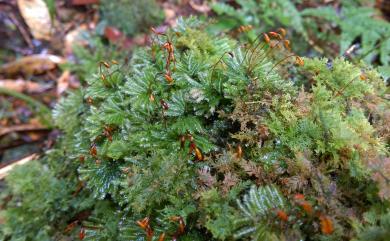 Hypopterygium japonicum Mitt. 日本孔雀苔
