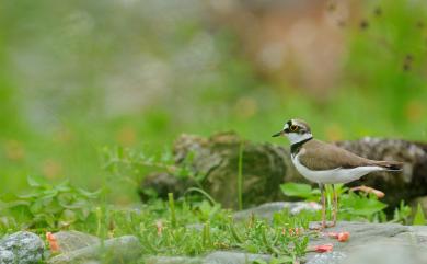 Charadrius dubius curonicus Gmelin, 1789 小環頸鴴