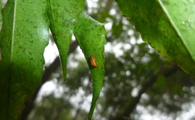 Zeugophora gracilis (Chujo, 1937) 小褐盾胸金花蟲