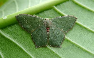 Hemithea tritonaria (Walker, 1863) 銹腰青尺蛾