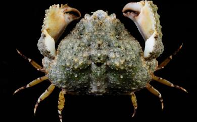 Calappa gallus (Herbst, 1803) 公雞饅頭蟹