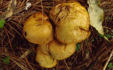 Suillus americanus 美洲乳牛肝菌