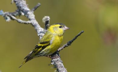 Spinus spinus (Linnaeus, 1758) 黃雀