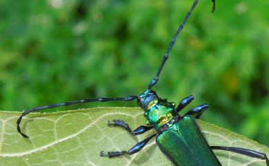 Schwarzerium semivelutinum (Schwarzer, 1925) 紫青銅天牛