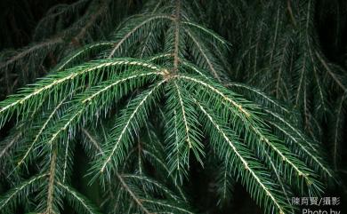 Picea morrisonicola 臺灣雲杉