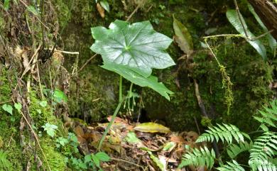 Dysosma pleiantha (Hance) Woodson 八角蓮