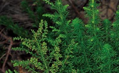 Artemisia capillaris Thunb. 茵陳蒿