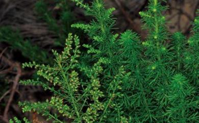 Artemisia capillaris 茵陳蒿