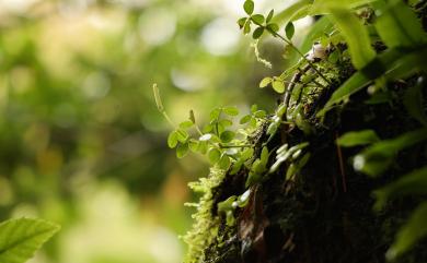 Peperomia tetraphylla 小椒草