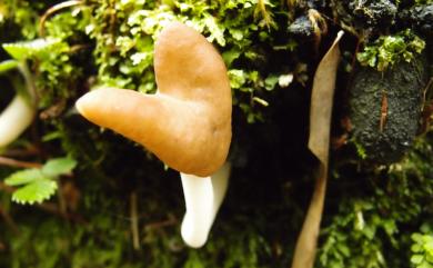 Helvella elastica