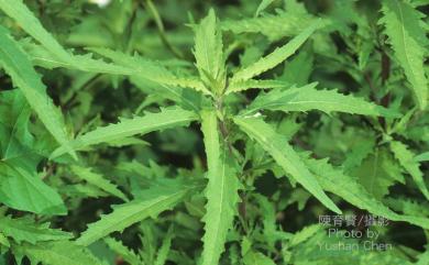 Chenopodium ambrosioides L. 臭杏