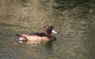 Aythya fuligula (Linnaeus, 1758) 鳳頭潛鴨