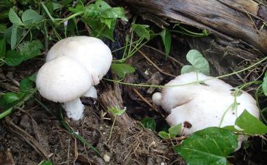 Volvariella gloiocephala (DC.) Boekhout & Enderle 1986 美麗小包脚菇