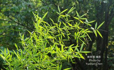 Phyllostachys makinoi 桂竹