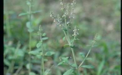 Salvia plebeia 節毛鼠尾草