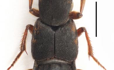 Miobdelus humilis Hu, 2020 低地星點隱翅蟲