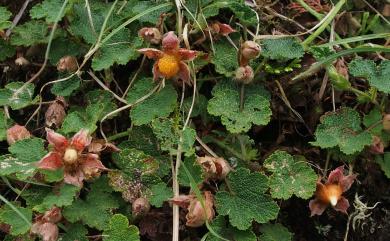 Rubus rolfei 高山懸鉤子