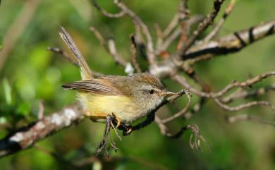 Horornis acanthizoides concolor (Ogilvie-Grant, 1912) 深山鶯