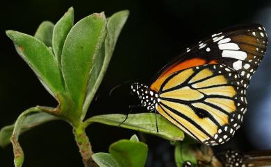 Danaus genutia (Cramer, [1779]) 虎斑蝶