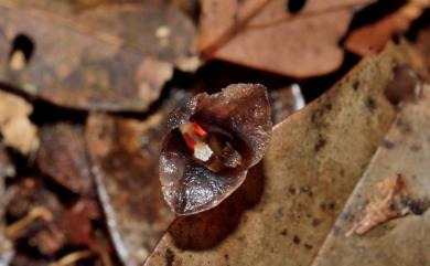 Gastrodia uraiensis T.C.Hsu & C.M.Kuo 烏來赤箭