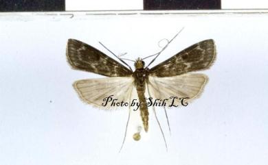 Paracymoriza nigra (Warren, 1896) 黑地棲水螟