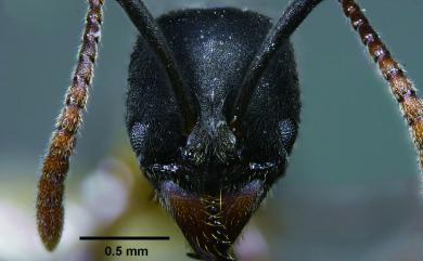Brachyponera chinensis Emery, 1895 華夏短針蟻