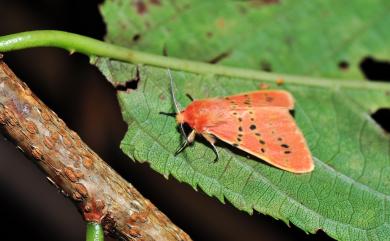 Lemyra alikangensis (Strand, 1915) 三條橙燈蛾