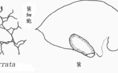 Frullania serrata Gottsche 鋸片耳葉蘚