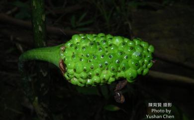 Arisaema consanguineum Schott 長行天南星