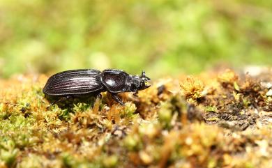 Nigidius acutangulus Heller, 1917 姬角葫蘆鍬形蟲