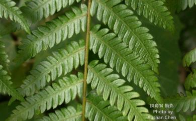 Alsophila spinulosa 臺灣桫欏