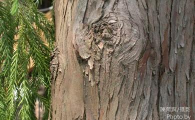Cryptomeria japonica 柳杉
