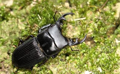 Aegus laevicollis formosae Bates, 1866 臺灣肥角鍬形蟲