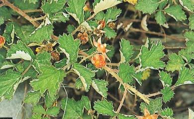 Rubus parvifolius var. parvifolius 紅梅消