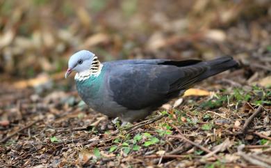 Columba pulchricollis Blyth, 1846 灰林鴿