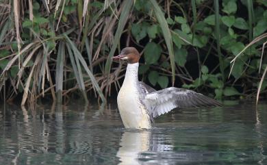 Mergus merganser merganser Linnaeus, 1758 川秋沙