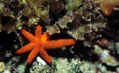 Echinaster luzonicus (Gray) 呂宋棘海星